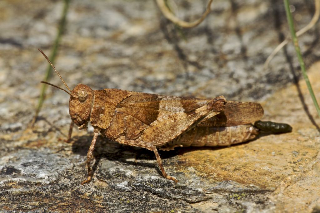 Oedipoda caerulescens